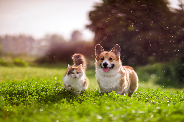 Details about Pet Registry